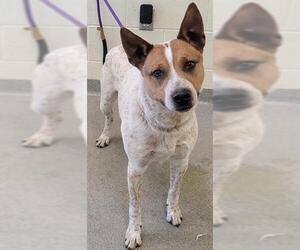 Australian Cattle Dog-Unknown Mix Dogs for adoption in West Valley, UT, USA