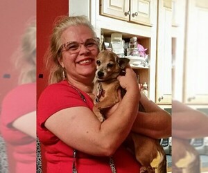 Chihuahua Dogs for adoption in Staunton, VA, USA