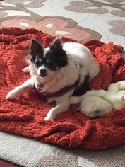Chihuahua Dogs for adoption in Mattoon, IL, USA