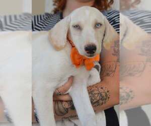 Great Pyrenees-Unknown Mix Dogs for adoption in McKinney, TX, USA