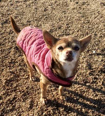 Chihuahua Dogs for adoption in Los Angeles, CA, USA