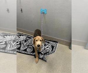 Mutt Dogs for adoption in Las Vegas, NV, USA