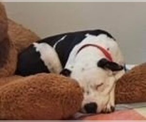 Bulldog Dogs for adoption in Appleton, WI, USA