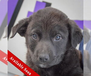 Golden Retriever-Unknown Mix Dogs for adoption in Huntley, IL, USA