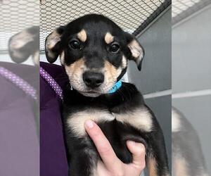 Labrador Retriever-Unknown Mix Dogs for adoption in Baytown, TX, USA