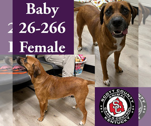 Beagle-Unknown Mix Dogs for adoption in Georgetown, KY, USA