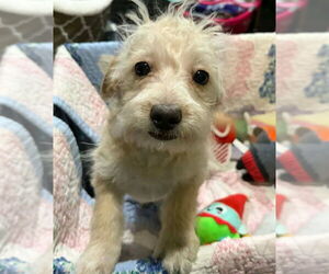 Shih Tzu-Unknown Mix Dogs for adoption in Mukwonago, WI, USA