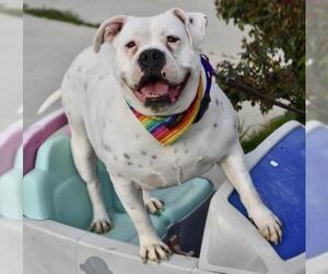 Olde Bulldog Dogs for adoption in Palo Alto, CA, USA