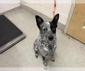 Mutt Dogs for adoption in Fort Collins, CO, USA