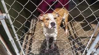 American Pit Bull Terrier Dogs for adoption in Pembroke, GA, USA