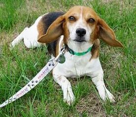 Beagle Dogs for adoption in Toledo, OH, USA