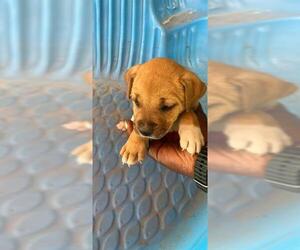 American Pit Bull Terrier-Unknown Mix Dogs for adoption in Conroe, TX, USA