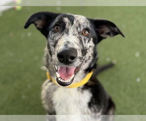 Catahoula Leopard Dog-German Shepherd Dog Mix Dogs for adoption in Tavares, FL, USA