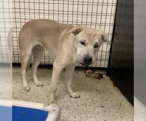 Chinese Shar-Pei Dogs for adoption in Denison, TX, USA
