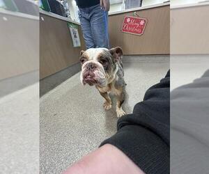 Bulldog Dogs for adoption in Louisville, KY, USA