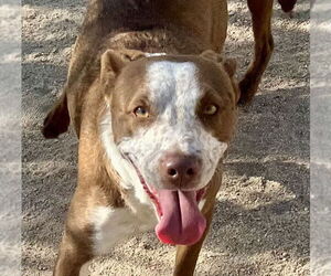 Mutt Dogs for adoption in Lancaster, CA, USA