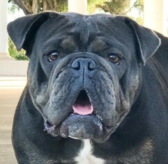 Bulldog Dogs for adoption in Oceanside, CA, USA