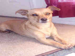 Medium Photo #1 Chihuahua Puppy For Sale in San Antonio, TX, USA