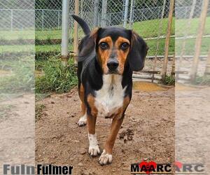 Beagle-Unknown Mix Dogs for adoption in Maryville, TN, USA