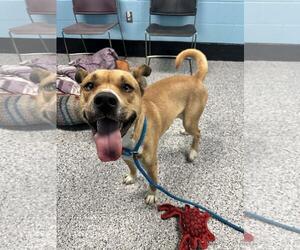 American Staffordshire Terrier-Huskies Mix Dogs for adoption in Front Royal, VA, USA