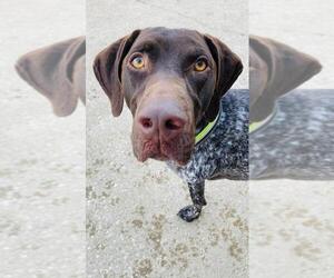 German Shorthaired Pointer Dogs for adoption in Kansas City, MO, USA