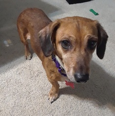 Dachshund Dogs for adoption in Potomac, MD, USA