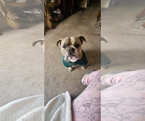 Bulldog Dogs for adoption in Chandler, AZ, USA