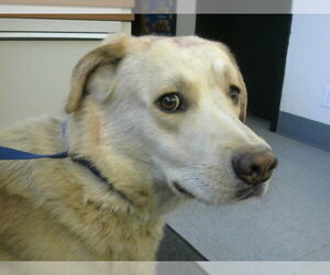 Labrador Retriever-Unknown Mix Dogs for adoption in Big Bear City, CA, USA