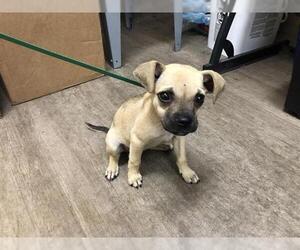 Chihuahua-Unknown Mix Dogs for adoption in Pasadena, CA, USA