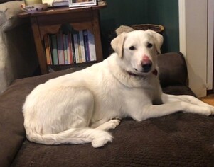 Great Pyrenees-Unknown Mix Dogs for adoption in Boonton, NJ, USA