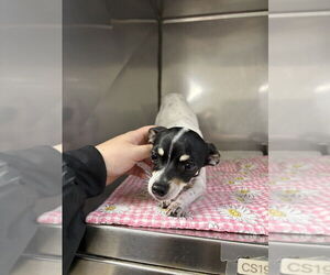 Chihuahua Dogs for adoption in Oak Bluffs, MA, USA