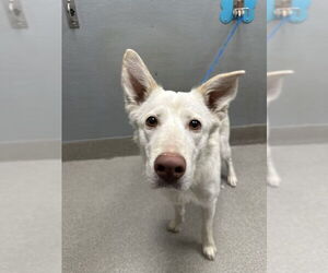 German Shepherd Dog-Unknown Mix Dogs for adoption in Las Vegas, NV, USA