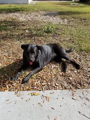 Labrador Retriever-Unknown Mix Dogs for adoption in Northport, AL, USA