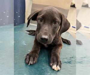 Labrador Retriever-Unknown Mix Dogs for adoption in Mobile, AL, USA