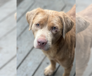 American Pit Bull Terrier-American Staffordshire Terrier Mix Dogs for adoption in Redmond, WA, USA