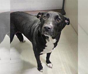 Labrador Retriever Dogs for adoption in Bakersfield, CA, USA