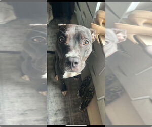 American Pit Bull Terrier Dogs for adoption in Alexandria, VA, USA