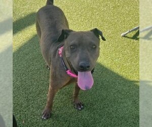 Chinese Shar-Pei Dogs for adoption in Phoenix, AZ, USA