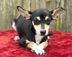 Small Chihuahua-Toy Fox Terrier Mix