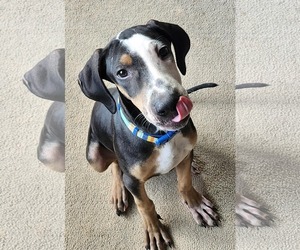 Great Dane-Whippet Mix Dogs for adoption in Virginia Beach, VA, USA