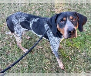 Bluetick Coonhound Dogs for adoption in Charlotte, NC, USA