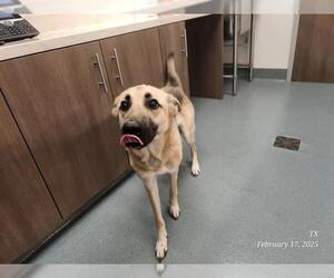 German Shepherd Dog-Huskies Mix Dogs for adoption in Baytown, TX, USA