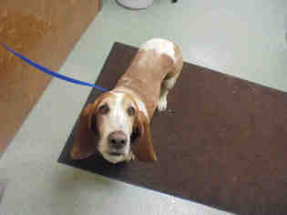 Basset Hound Dogs for adoption in Lee's Summit, MO, USA