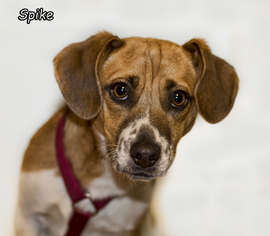 Beagle Dogs for adoption in Shamokin, PA, USA