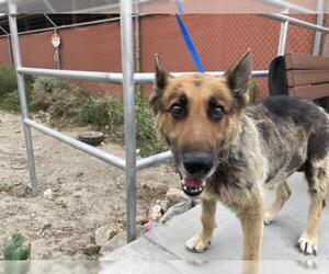 German Shepherd Dog Dogs for adoption in pomona, CA, USA