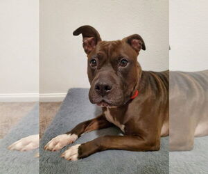 American Pit Bull Terrier-American Staffordshire Terrier Mix Dogs for adoption in Lake Elsinore, CA, USA
