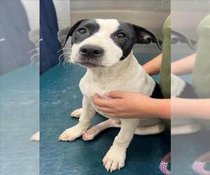 Bulldog-Unknown Mix Dogs for adoption in Mobile, AL, USA