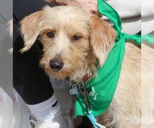 Mutt Dogs for adoption in Washington, DC, USA