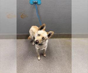 Siberian Husky-Unknown Mix Dogs for adoption in Las Vegas, NV, USA