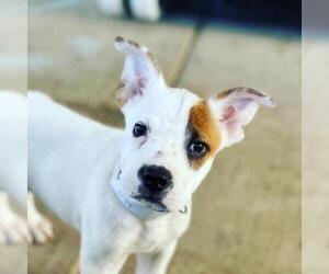 American Bulldog Dogs for adoption in Aurora, CO, USA